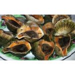Рапан варено/морожена вага (шт.)